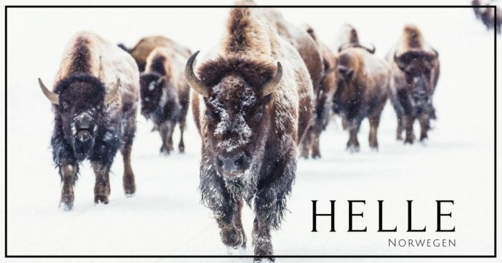 Beste Helle Messer 2021 - Alden, Eggen und mehr