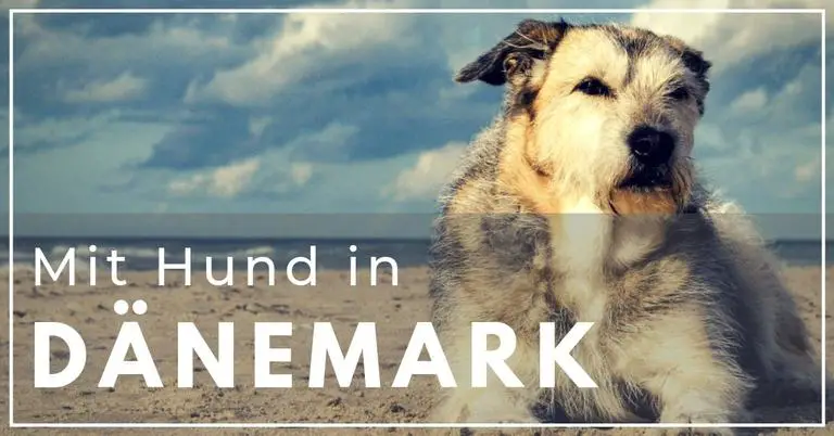 Urlaub im Ferienhaus Dänemark mit Hund