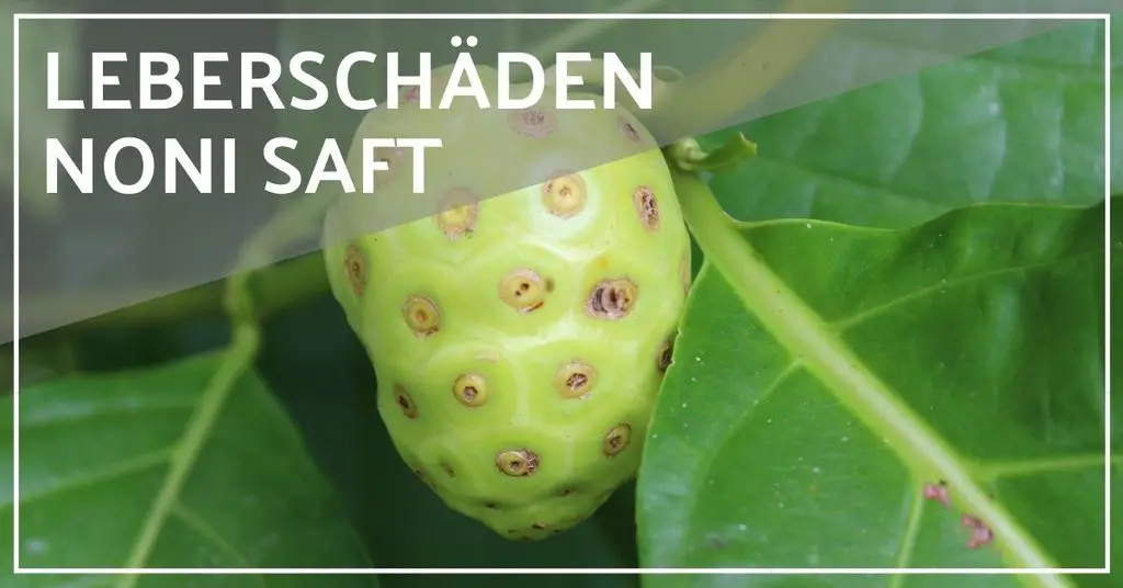Noni saft leberschäden